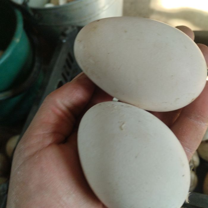 Продам яйцо инкубационное гусиное