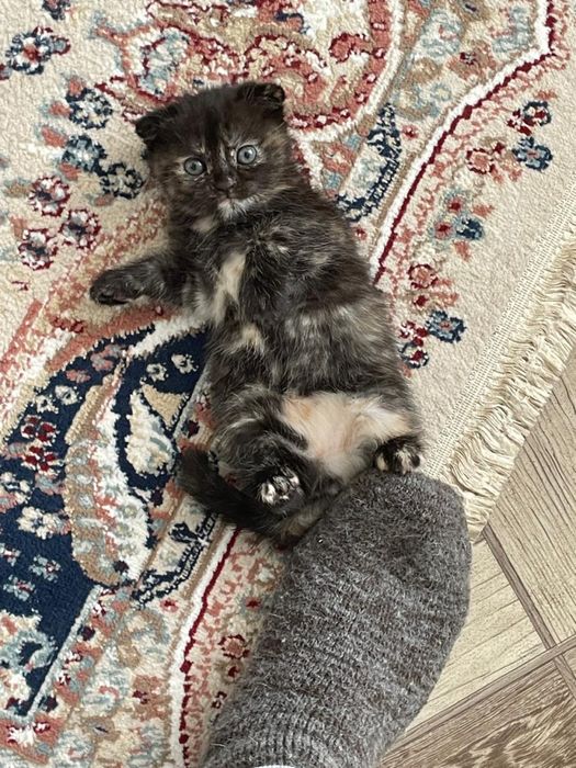 Отдам кошечку в добрые руки