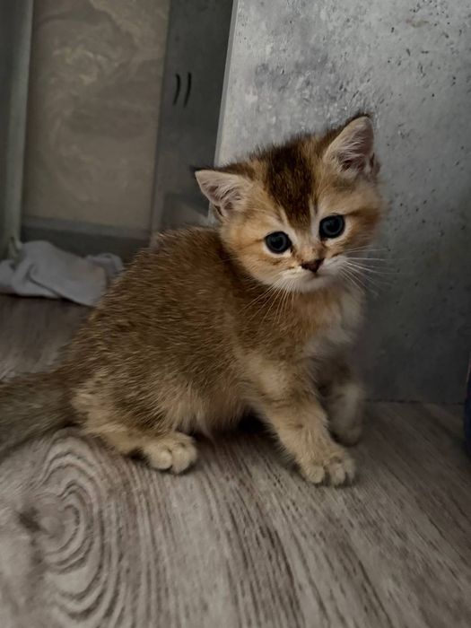 котята , шиншиллы
