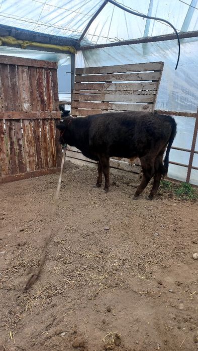 Новос сотилади..