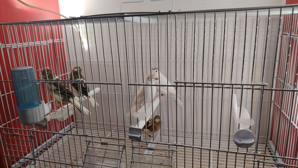 Canari Timbrado Continuu