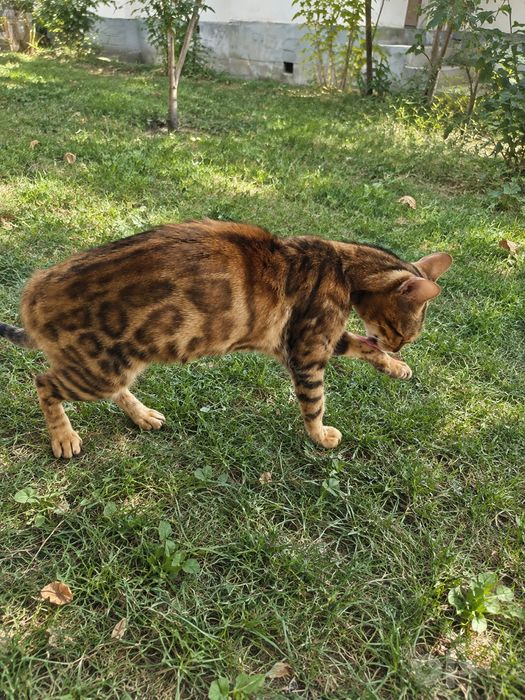 Bengal mushuk sotiladi