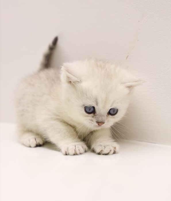 Бриташки очаровашки  зеленоглазые