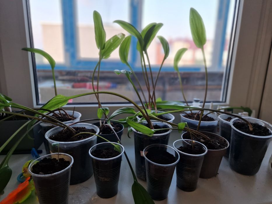 Срочно продам домашний цветок