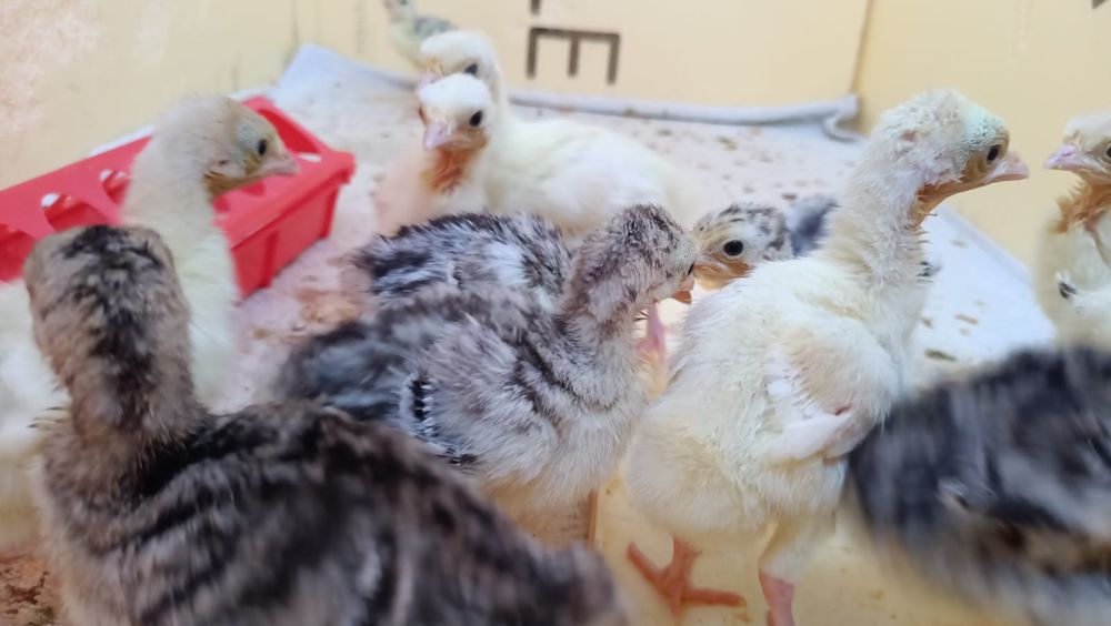 Продам индюшат из под индюшки