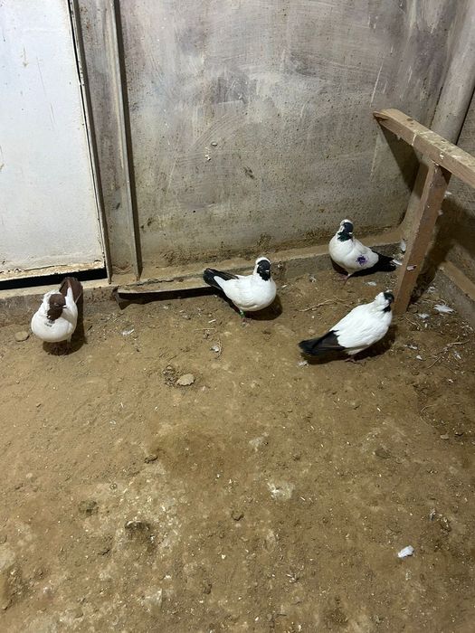 Құстар сатылады багасы 10000тг парасымен