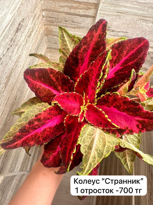 Отростки колеусов