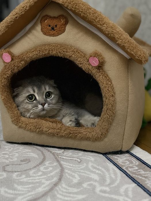 Skotish fold og'il bola