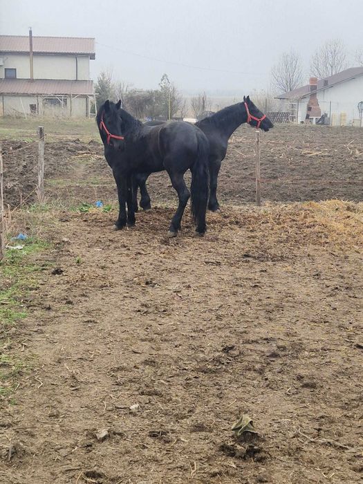 Iepe friesieni, maraton, hamuri si clopotei de vanzare