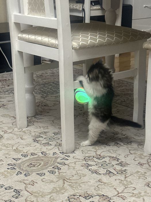 Отдам котёнка в добрые руки