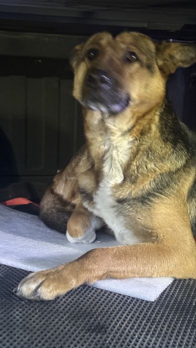 Найдена собака в г. Конаев