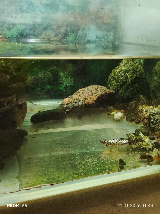 Продам аквариум с рыбками