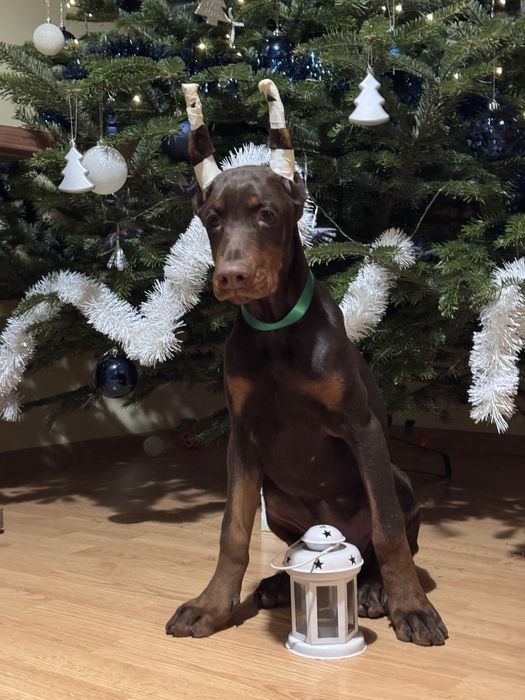 Pui de Doberman cu acte sunt disponibili pentru vânzare.