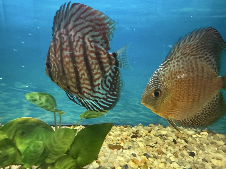 Vand 2 discusi cu dimensiuni de peste 10 cm