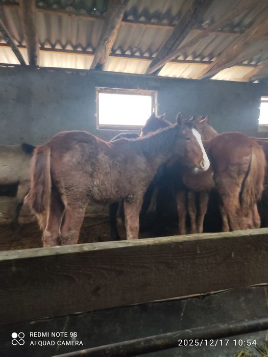 2 бас тай сатылады срочна