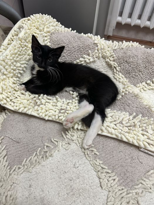 Отдам котенка  в добрые руки