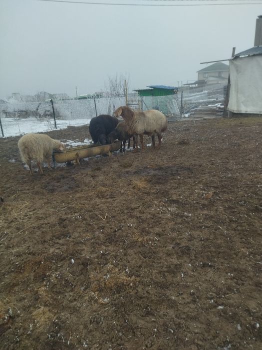 Қошқар сатам Арашан