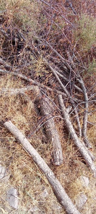 Отын ағаш бұтақ тегін