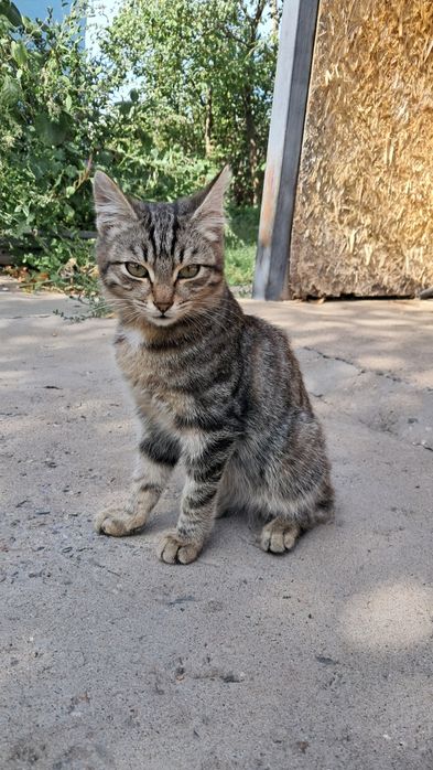 Котята 3 мальчика и 1 девочка очень красивые