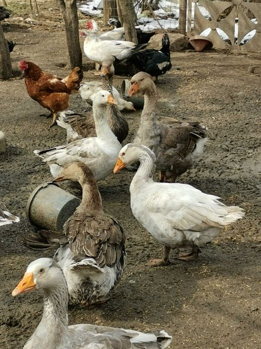 pasari ecologice de  vanzare =  gaste, rate, gaini