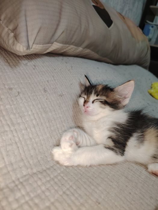 Продам котят. Сфинкс.