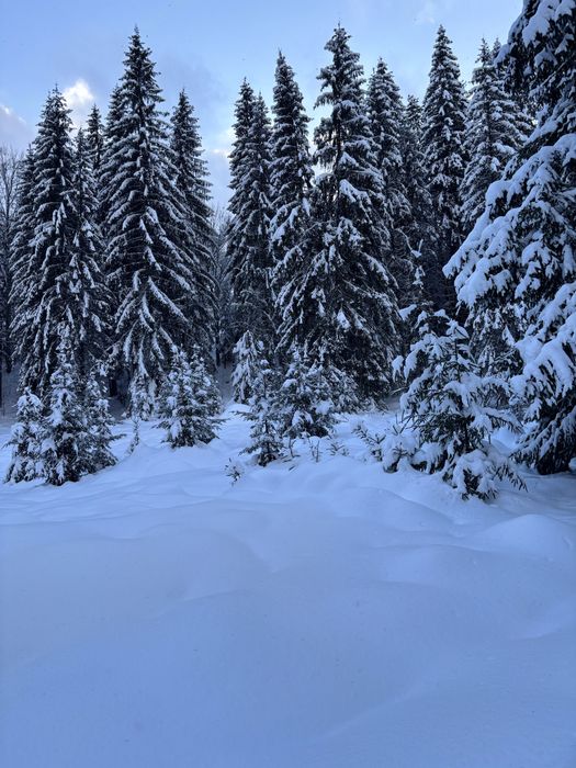 Teren cu padure langa viitoarea partie de schi