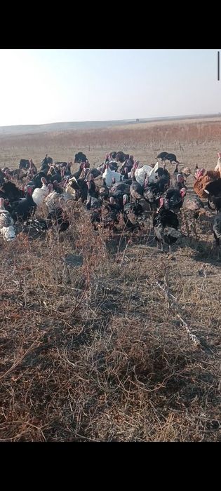 Продаю индюков (самцы)