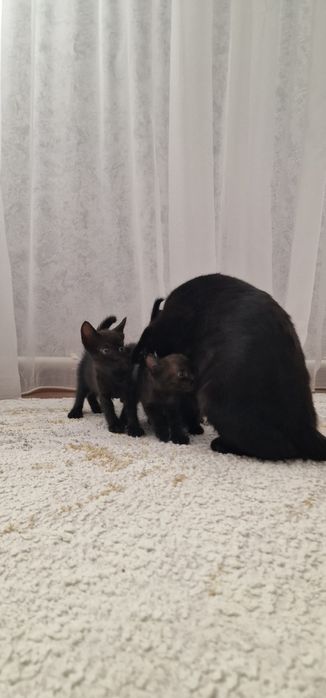 Отдам добрые ручки котят