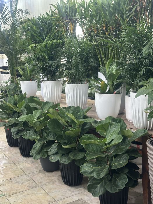 Растения оптом и в розницу по лучшей цене для офисов в горшках