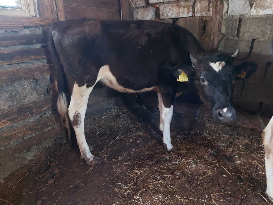 Vaci si vitei de vanzare