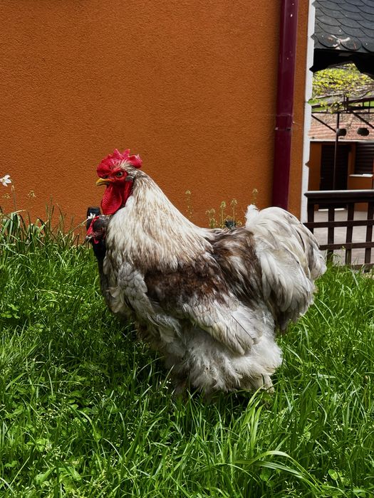 Vand pereche cocos si gaina cochinchina urias albastru