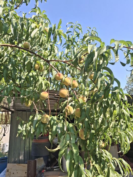 Prune sanatoase pentru consum gem compot si borhot