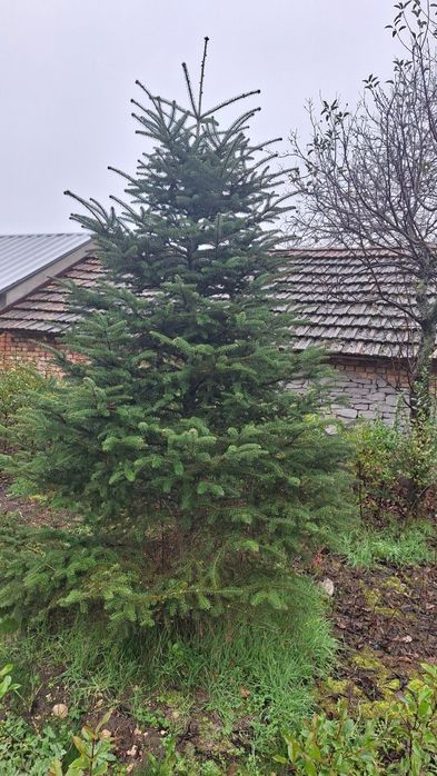 Иглолистни видове