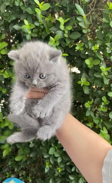 Британски късокосмести котенца