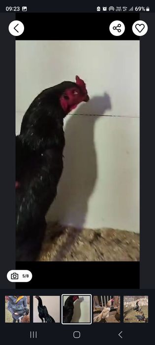 Продам яйца-дакана,100% КОРЕЕЦ