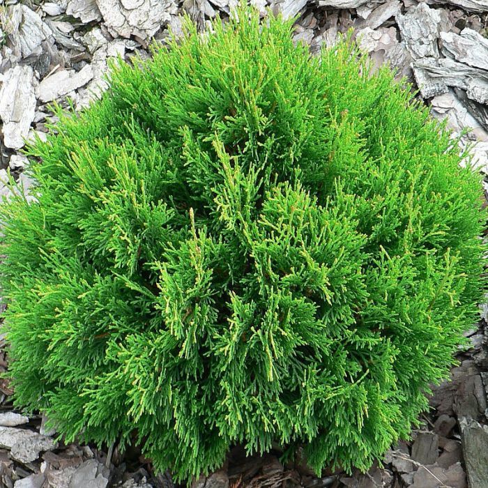 Pepiniera de tuia. Tuia pt gard viu sau plantare individuala.