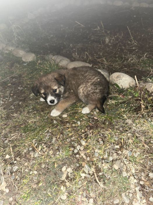 Красивые щенки, отдам даром.