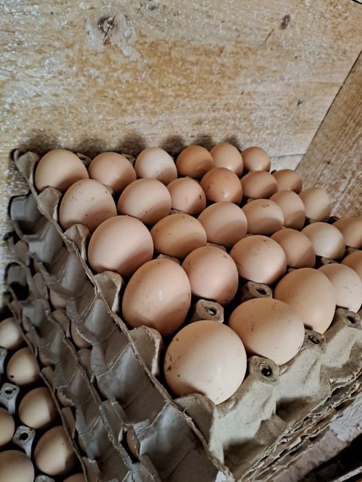 Vând ouă albe min 300buc