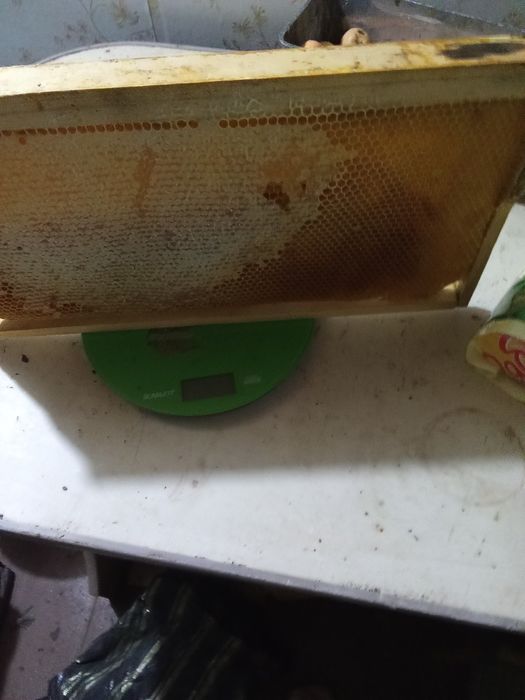 Продам мед в сотах