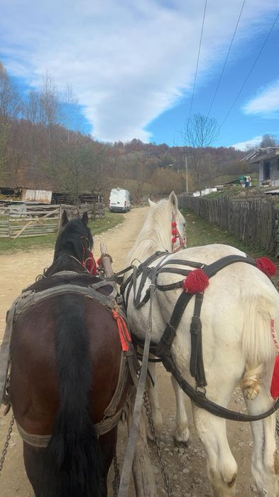 De vânzare un căluț sur