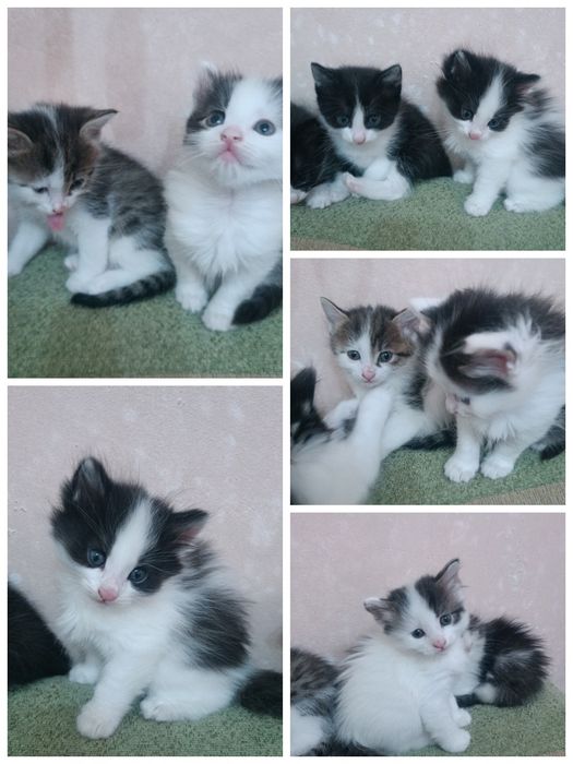 Отдам даром котят срочно