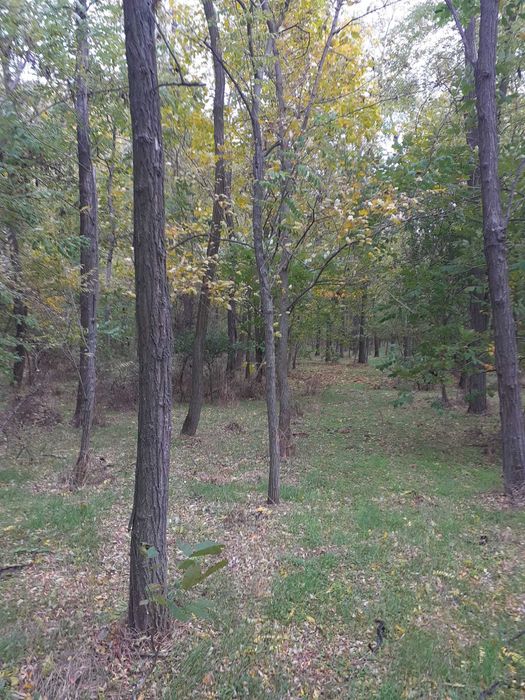 Vând pădure Mărgheni, Olt