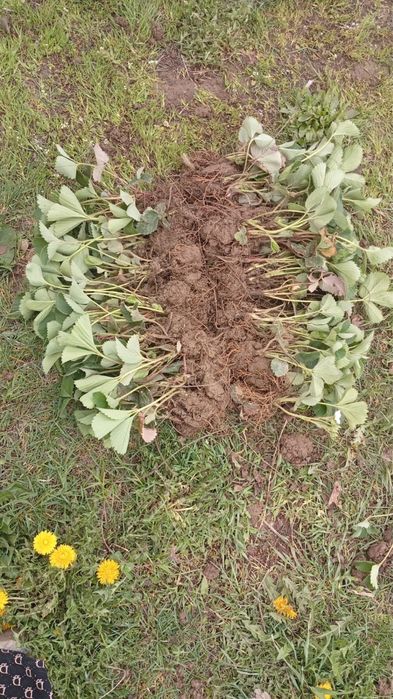 Рассада клубники