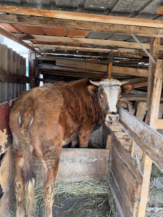 Бычок, 2 года Белогововый