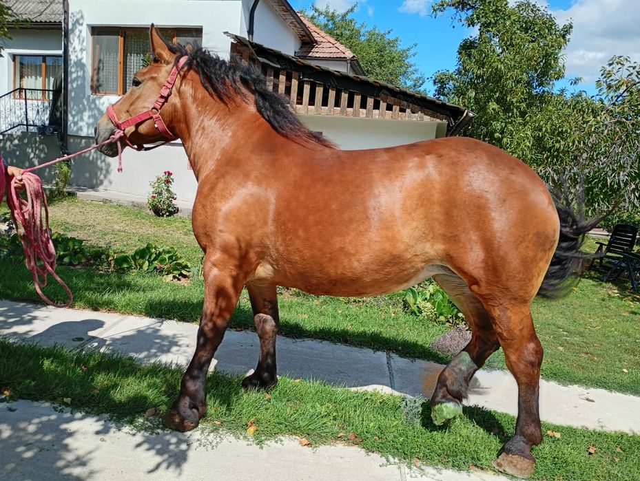 Iapa de cinci ani, de vanzare, foarte blanda