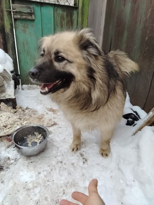 Отдам в хорошие руки