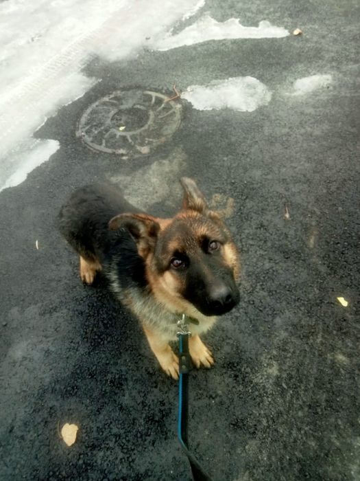 Щенок немецкой оврачки