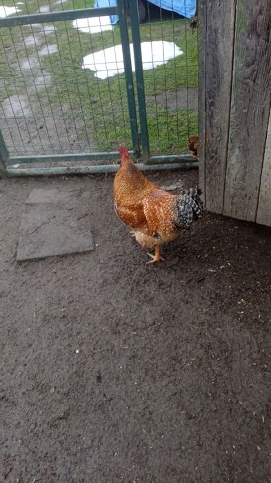 Vând ouă pt incubat rasa Kabir.