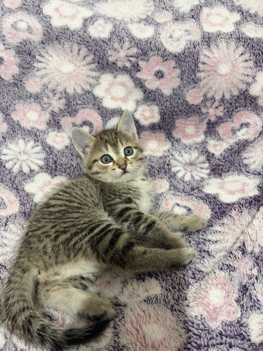 Котята мальчики в добрые руки