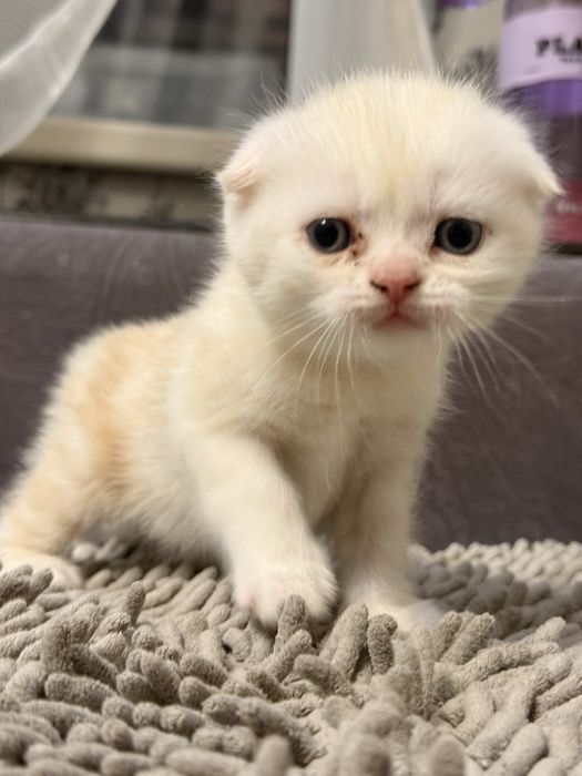 Продам котят породимстых